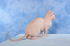 sitting Peterbald