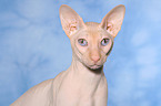 Peterbald Portrait