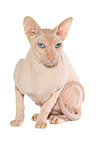 sitting Peterbald