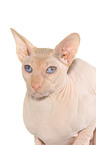 Peterbald Portrait