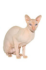 sitting Peterbald