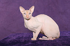 sitting Peterbald