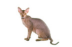 sitting Peterbald