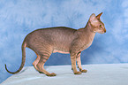 standing Peterbald