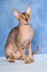 sitting Peterbald