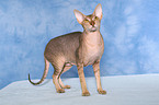 standing Peterbald