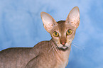 Peterbald Portrait