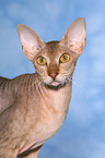 Peterbald Portrait