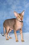 standing Peterbald