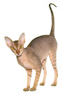 standing Peterbald