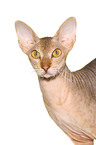 Peterbald Portrait