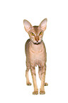 standing Peterbald