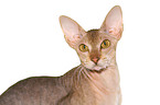 Peterbald Portrait