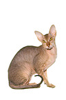 sitting Peterbald