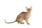 sitting Peterbald