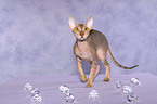 standing Peterbald