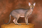 standing Peterbald