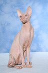 sitting Peterbald