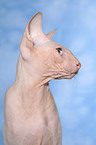 Peterbald Portrait