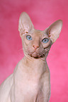 Peterbald Portrait