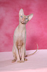 sitting Peterbald