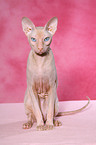 sitting Peterbald