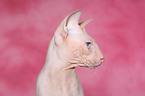 Peterbald Portrait