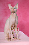 sitting Peterbald