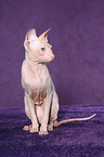 sitting Peterbald