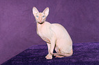 sitting Peterbald