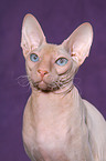 Peterbald Portrait