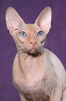 Peterbald Portrait