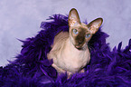 lying Peterbald