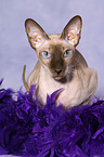 lying Peterbald