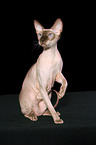 sitting Peterbald