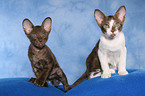 Peterbald kitten