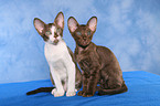 Peterbald kitten