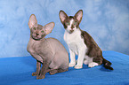 Peterbald kitten