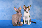 Peterbald kitten