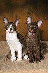 Peterbald kitten