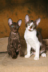 Peterbald kitten