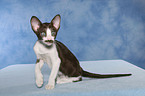 Peterbald kitten