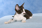 Peterbald kitten