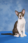 Peterbald kitten