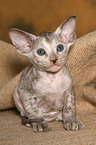 Peterbald kitten