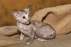 Peterbald kitten