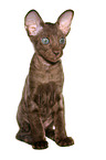 Peterbald kitten