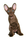 Peterbald kitten