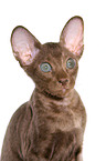 Peterbald kitten