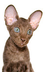 Peterbald kitten